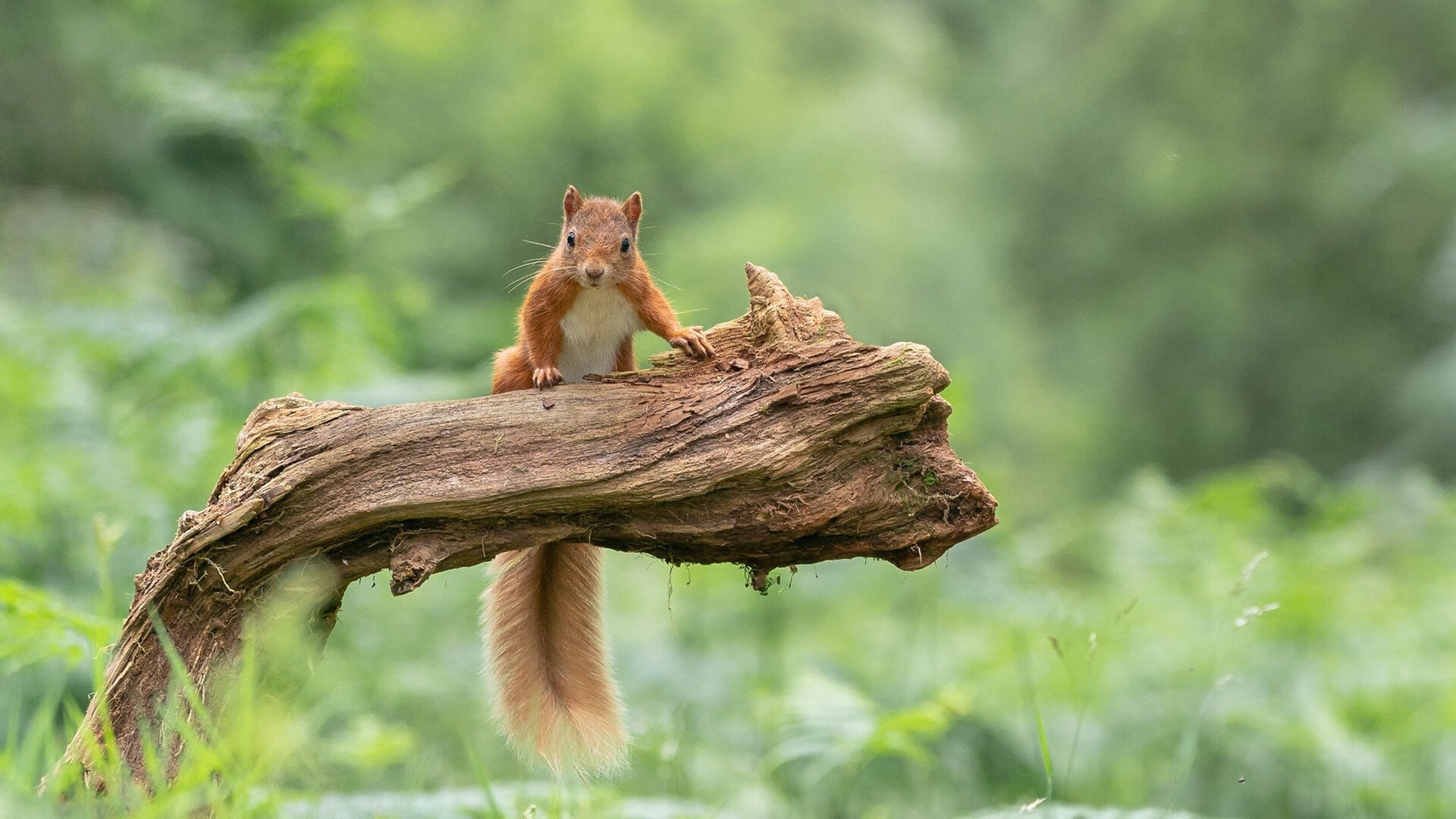 戈贝尔霸气防守锁定胜局,广东队挑战火箭见证内线巨兽苏醒